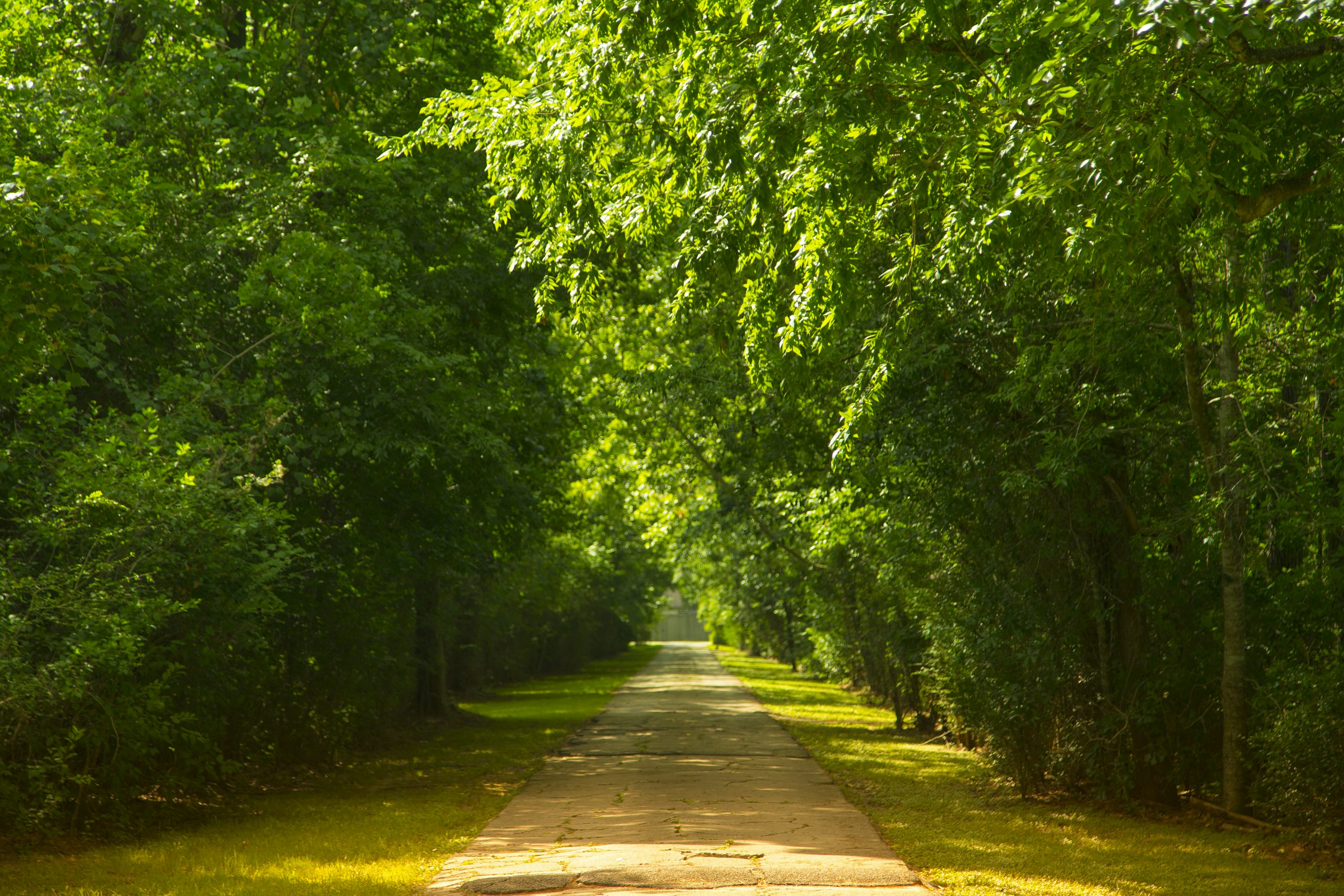 Wandelpad door een groene stedelijke omgeving met bomen aan weerszijden